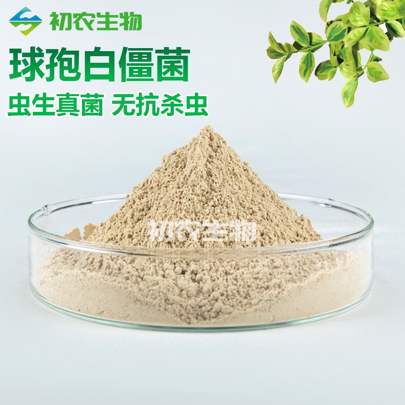 白僵菌（蟲(chóng)生真菌類(lèi)）