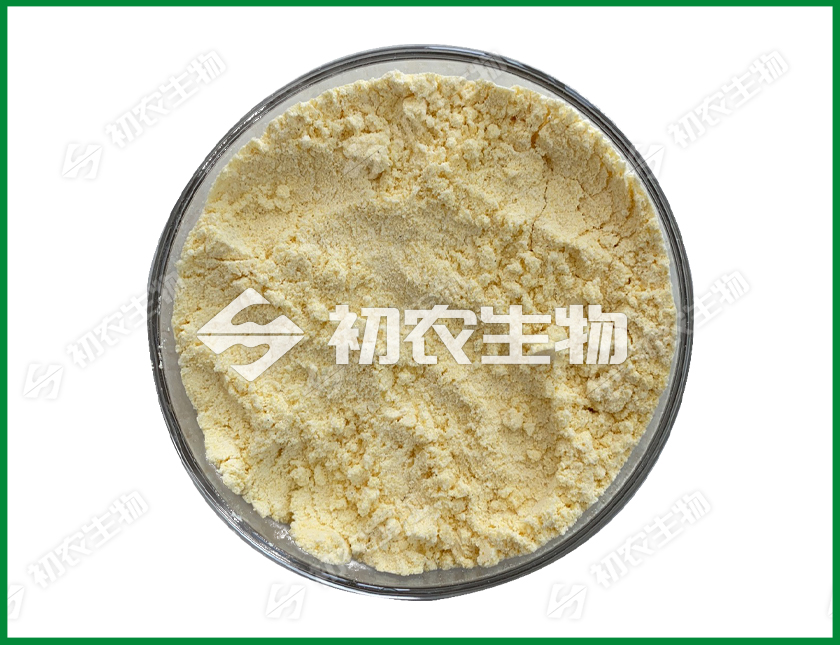 細黃連霉菌（放線菌）