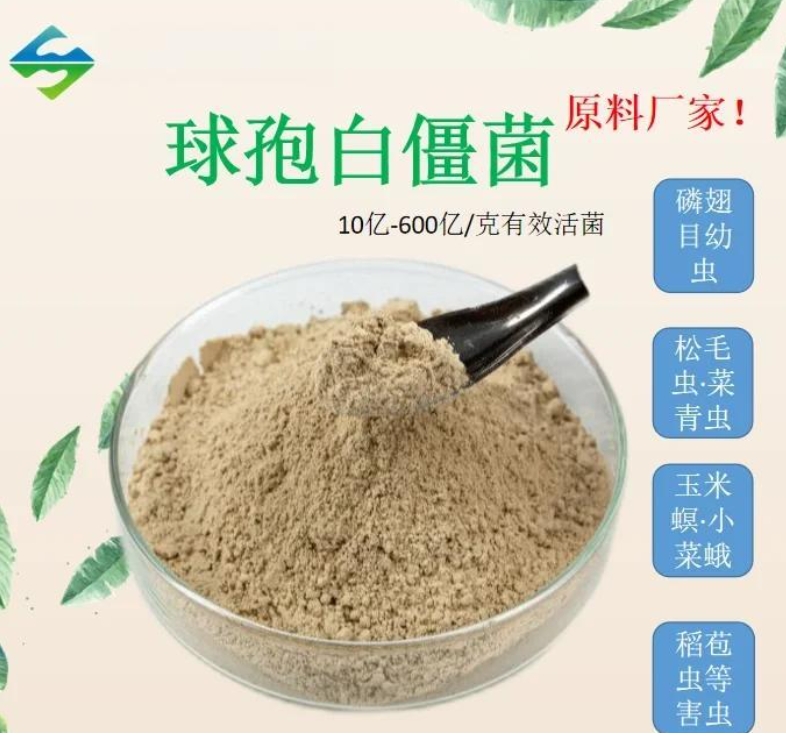 古法農(nóng)作體系升級實(shí)踐：微生物技術(shù)助力農(nóng)業(yè)文化遺產(chǎn)地生態(tài)轉(zhuǎn)型