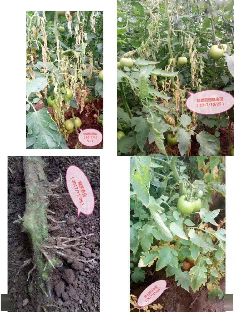 （三）帶您了解哈茨木霉？