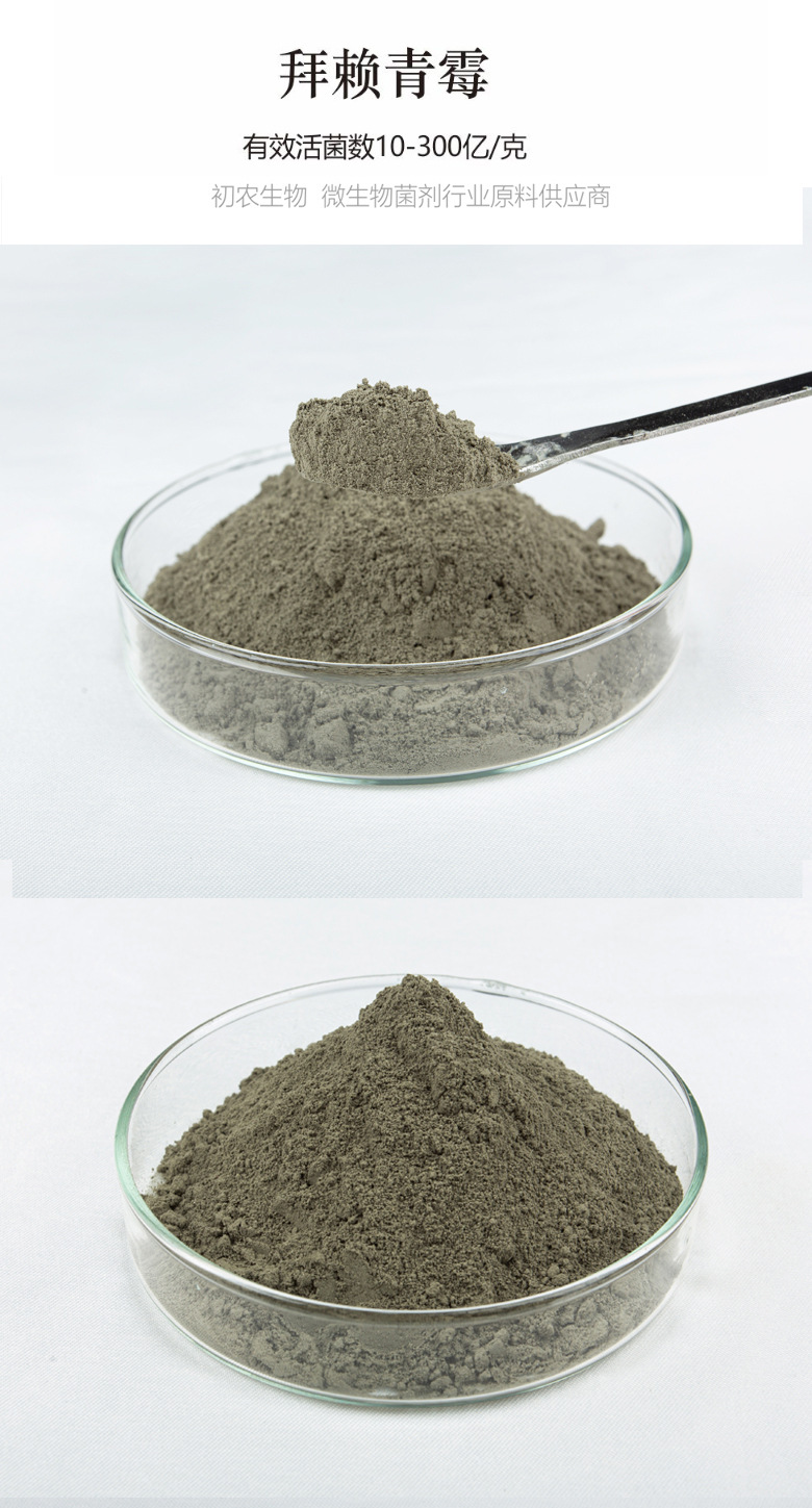 拜賴青霉（青霉類）(圖1)