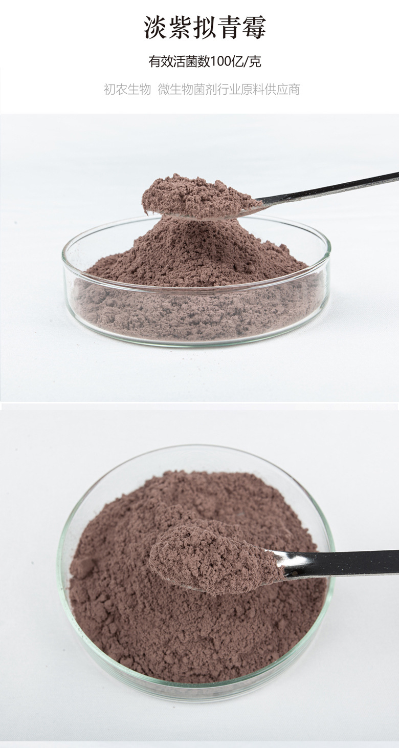 淡紫擬青霉（青霉類）(圖1)