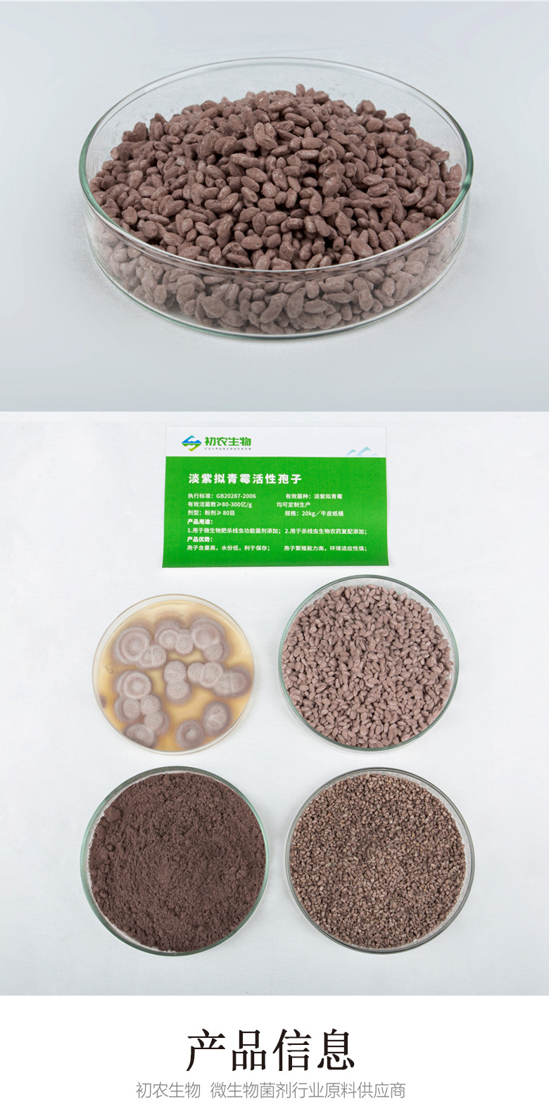 淡紫擬青霉（青霉類）(圖2)