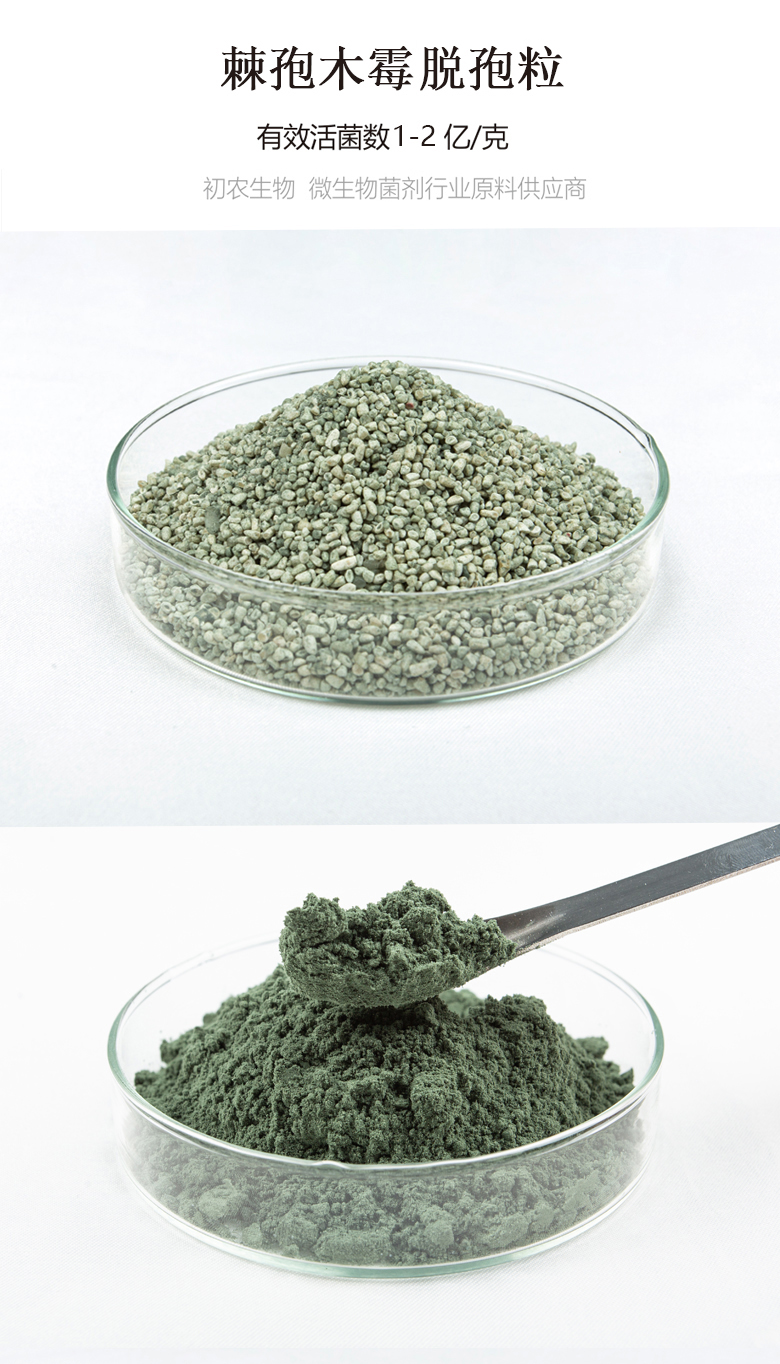 棘孢木霉脫孢粒（木霉類）(圖1)